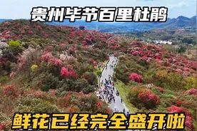 走进贵州毕节百里杜鹃，鲜花已经全面盛开，真的是太美了视频封面