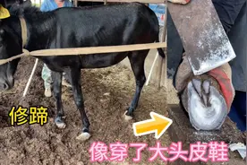 这头毛驴有一个蹄子特别长，像穿了大头皮鞋，修完蹄子好看多了视频封面