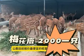 2000就能买到一只梅花鹿是真的吗，和大家一起去看看，