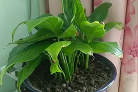 一帆风顺一开花叶子就黄尖是怎么回事。视频封面