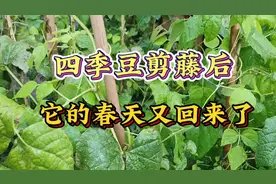 豆角剪去老枝很快就能结豆荚，快来看看这个惊喜，你也能做到视频封面