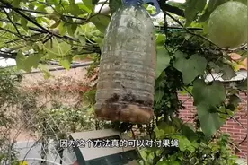 交作业，真的有效，满满一窝！不打药，消灭“果蝇”视频封面