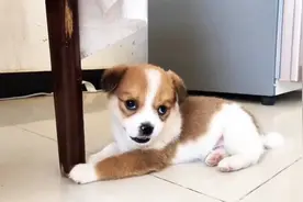 朋友送来一只还没满月的小狗，模样特别可爱，还有很多技能