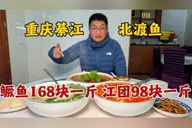 重庆綦江北渡鱼，母猪壳（鳜鱼）168块钱一斤，麻辣鲜香太带劲视频封面