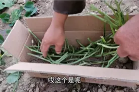 秋天的红薯秧蔓储存起来，明年春天拿来种红薯，一棵能结十来多个视频封面