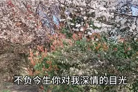 深深表达了有情人对爱情的执着与坚持，无奈与不舍感人至深。