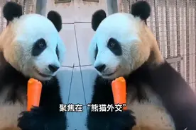 美国将迎来新一对的中国大熊猫：回顾过往旅美大熊猫的悲惨经历视频封面