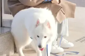 真爱难求视频封面