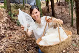 会穿裙子的蘑菇见过吗？雨后竹荪加速开裙，福英收获满满一大篮视频封面