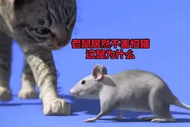 有时候老鼠居然不会害怕猫，你知道为什么吗？视频封面