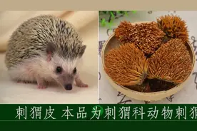 刺猬皮·单味中药助记小视频视频封面