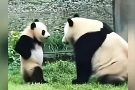 这只1 岁 10 个月左右的大熊猫，是灿烂营业的莽小五