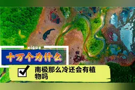 南极有植物吗视频封面