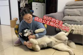 90斤女主挑战公主抱60斤二哈，大型翻车现场笑得人肚疼！太扎心了视频封面