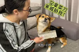 主人亲吻狗狗却惨遭拒绝，当主人拿出菜刀后，狗狗立马乖乖就范！