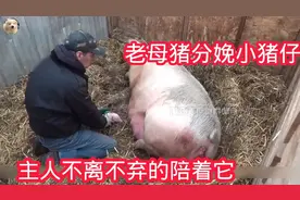 老母猪真厉害，一窝生了二十几个崽。视频封面