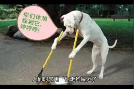 鸟为什么喜欢在白车上拉黑屎，黑车上拉白屎？