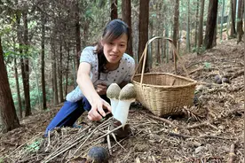 已入深秋竹荪却越长越好，今天又采爆篮了，都是大家伙视频封面