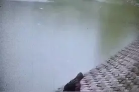 说你是倒霉呢还是幸运呢。#逆天 #倒霉的人类#监控下的一幕