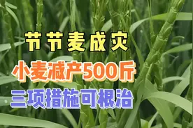节节麦防治不力易成灾，致小麦大幅减产，三项措施可根治。