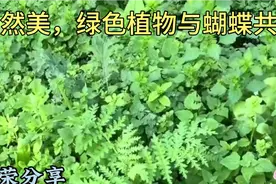 中国女孩在新西兰，将路边野草变成美食，用中国美食征服老外味视频封面