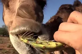 骆驼吃仙人掌不扎嘴？原来是这些原因