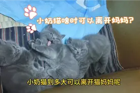小奶猫什么时候可以离开猫妈妈呢？一般正常来说2月左右时猫妈妈视频封面