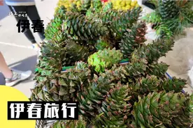 黑龙江伊春旅游攻略：到哪能买到便宜山货｜吃到便宜小吃