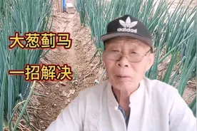 大葱叶片上长白点，用上这一招轻松解决，简单实用安全又省钱。视频封面
