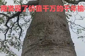 这就是价值千万的千年榆树，世界上没有第二棵了视频封面