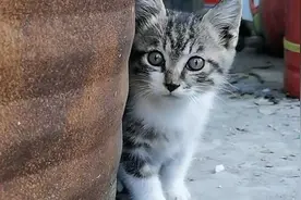 妈妈去打猎再也没有回来，小猫独自在废弃的仓库里等待