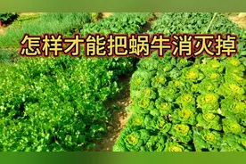 菜园里蜗牛多，用这个方法不花一分钱就能把蜗牛全消灭掉视频封面