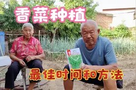 香菜什么时候种最好？这样做出苗快长势好，方法简单一学就会