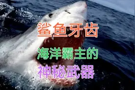 鲨鱼牙齿：海洋霸主的神秘武器