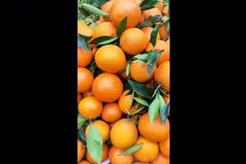 现摘现发，奉节脐橙视频封面