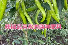 辣椒最喜欢这两种肥料，很多人还不知道，枝叶茂盛，挂果累累