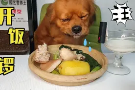 捡回的狗子从来不挑，大口吃肉，大口啃骨头，光听声都下饭视频封面