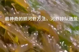 最神奇的抓虾方法，河虾排队进笼！