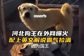 河北狗王火到全世界，查理国王配上外网解说霸气拉满！视频封面