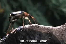 屁温高达100℃-为什么放屁虫烫不死自己？视频封面
