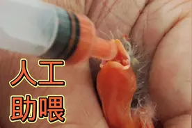 给刚出壳的鸟崽子“加餐”，头一周的人工助喂意义重大视频封面