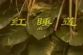 日常生活1161-《红睡莲》（花仙子）