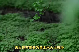 1分钟知道自己的五行属性视频封面