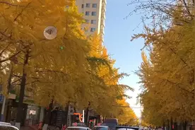 看我的纸飞机在宽甸街头飞行！视频封面