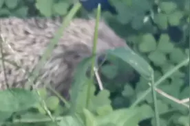 院子里的小刺猬