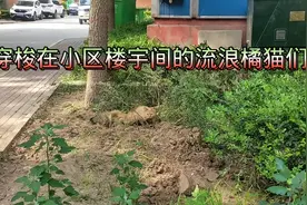为什么流浪橘猫这么多？它们经常穿梭在小区楼宇之间