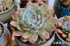 2月你好！蒙蒙细雨中，淋雨后的橙梦露血斑更加娇艳欲滴！