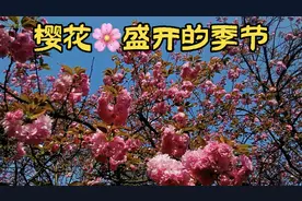 樱花🌸盛开的季节，湖南科大樱花园。视频封面