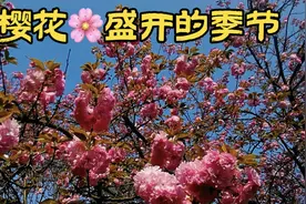 樱花🌸盛开的季节，湖南科大樱花园。视频封面