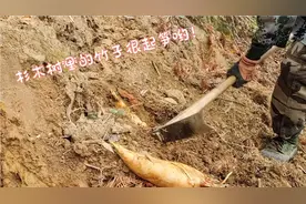 挖冬笋来了，今天带上跟班的在这地方一挖一个准！分享挖笋乐趣
